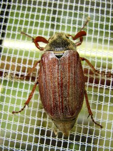 Maikäfer fly screens insect