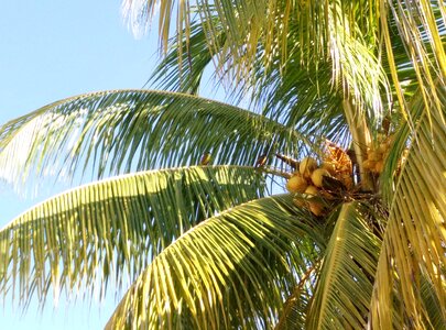 Coconut palm tree beach photo