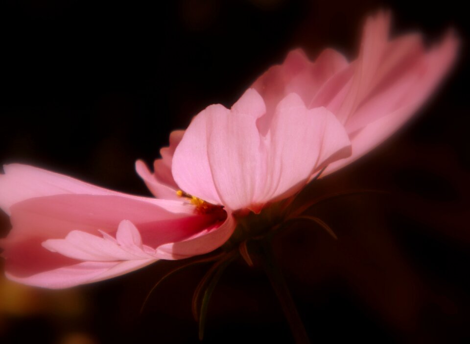 Filigree cosmos backlighting