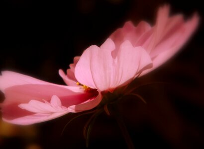Filigree cosmos backlighting