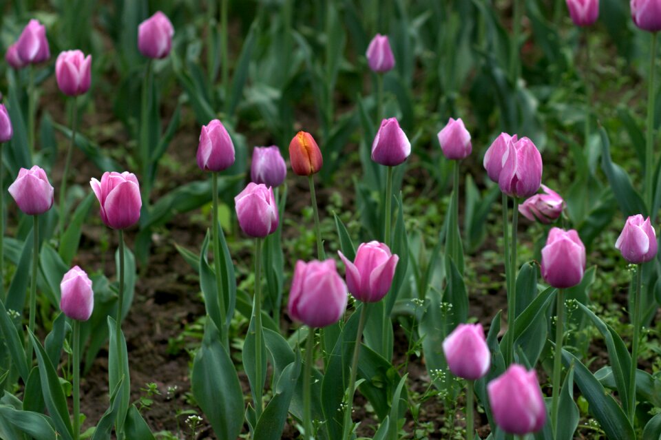 Mov camp flowers