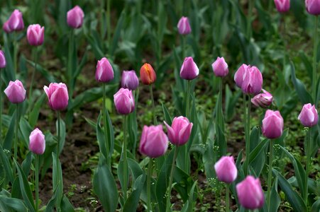 Mov camp flowers