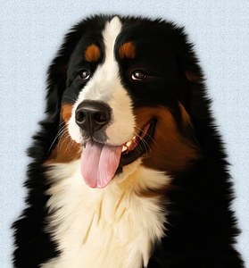 Dog husky bernese mountain dog