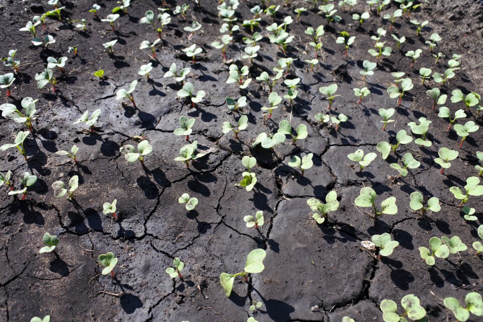 Seedling dacha vegetable garden
