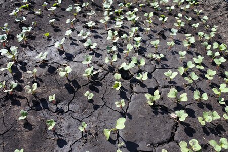 Seedling dacha vegetable garden
