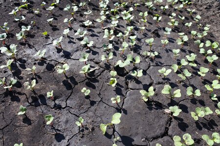 Seedling dacha vegetable garden photo