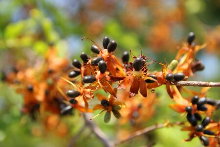 Seed fruit asian