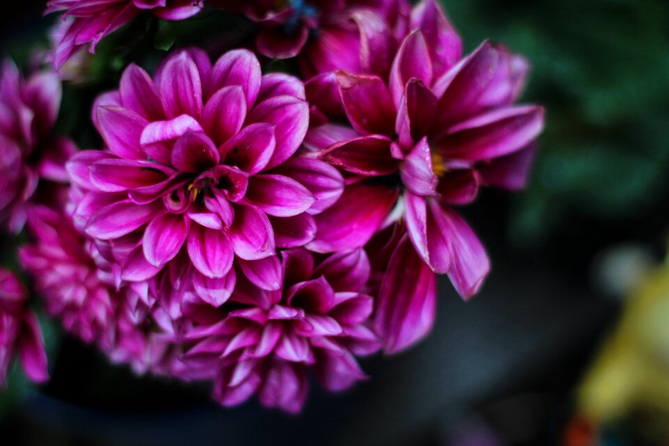 Flower natural green