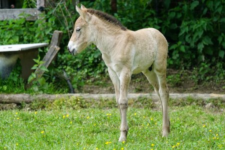 Horse baby horse cute