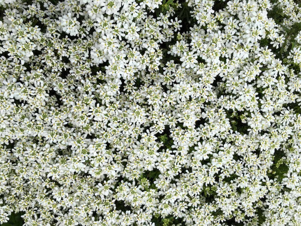 White bloom