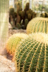 Desert plant spur photo