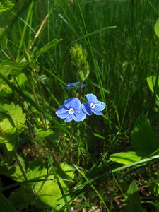 Spring veronica dubravnaya veronica