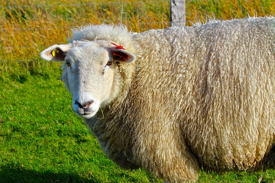 Sheep winter coat wool
