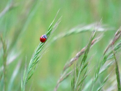 Nature insect happiness