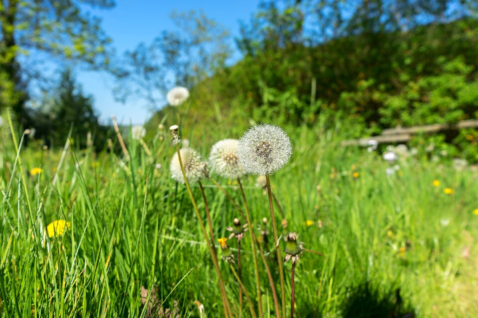 Spring seeds summer photo