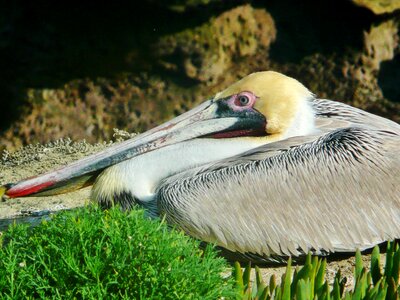 La jolla bird wildlife