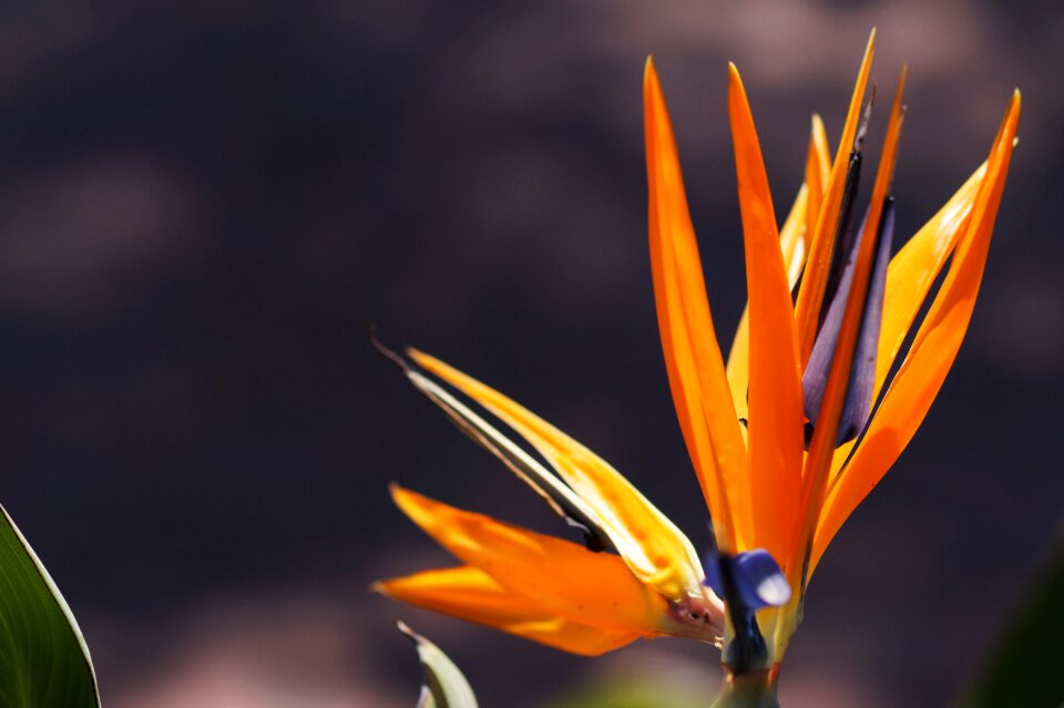 Flowers nature delicate flower photo