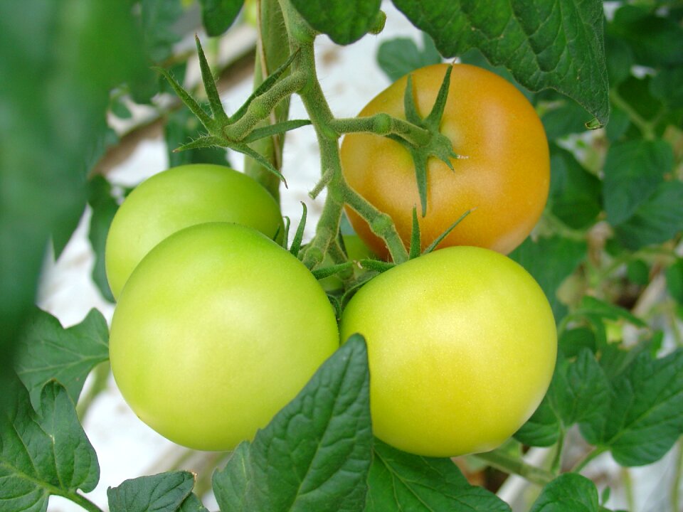 Green yellow food