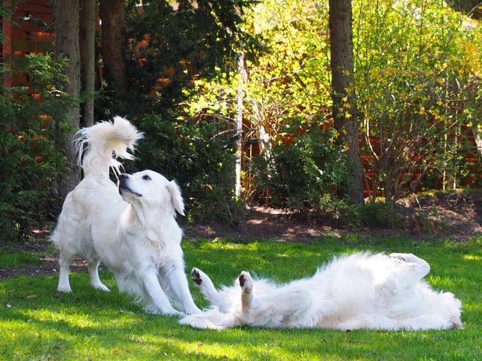 Dogs golden retriever ginger grace of golden heathland