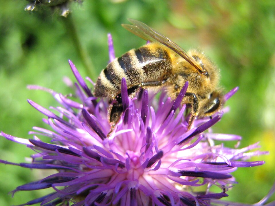 Nectar insect sprinkle photo