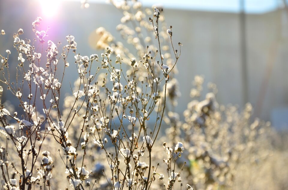 Snow garden landscape