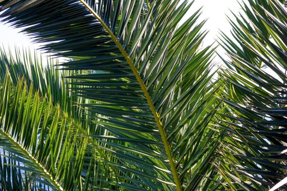 Leaf palm leaves the mediterranean sea