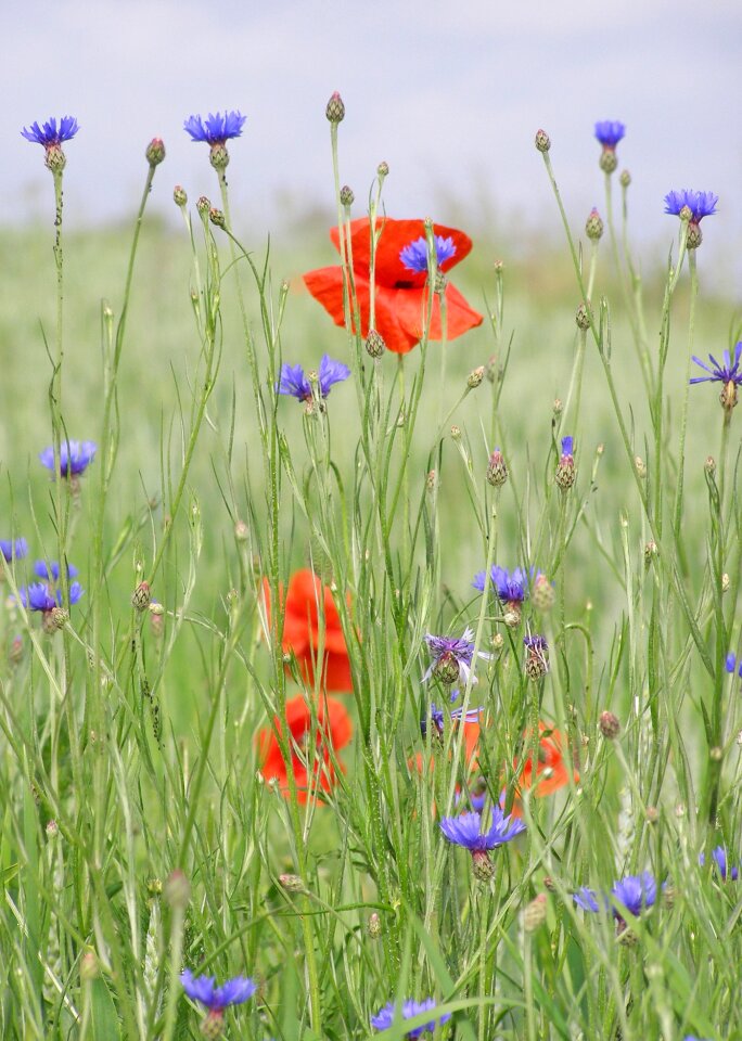 Flowers plants nature