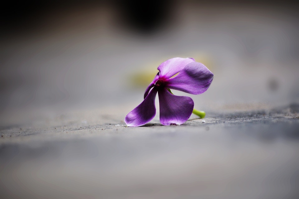 Floral plant natural