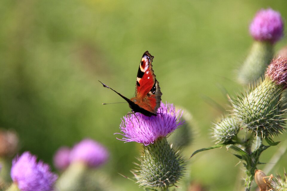 Flower insect thistle