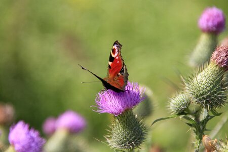 Flower insect thistle