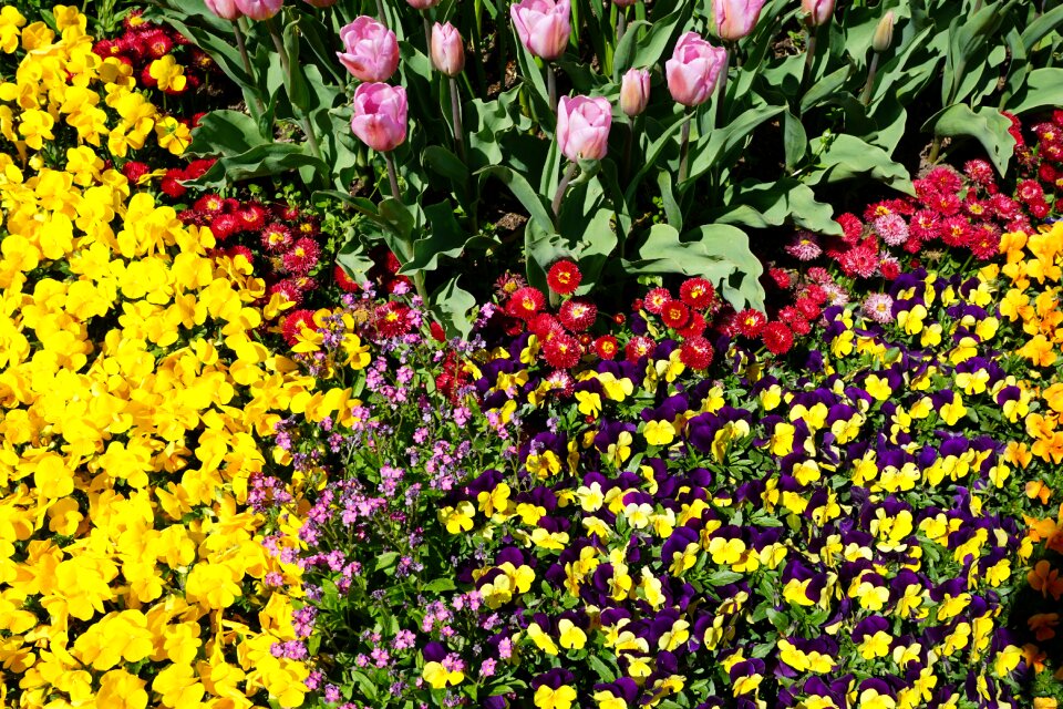Yellow purple flower