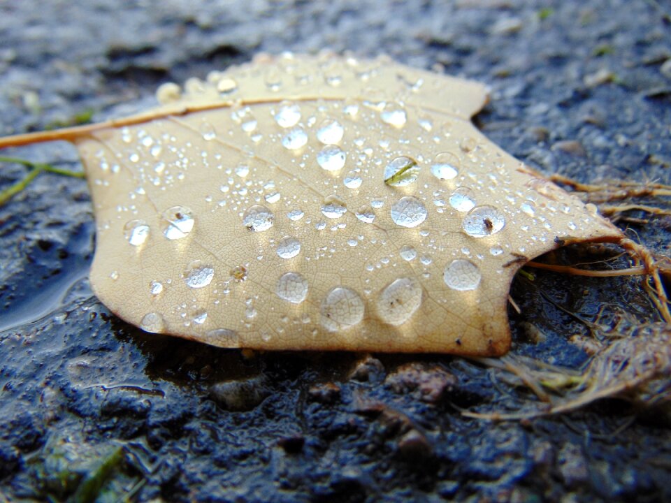 Water drops macro