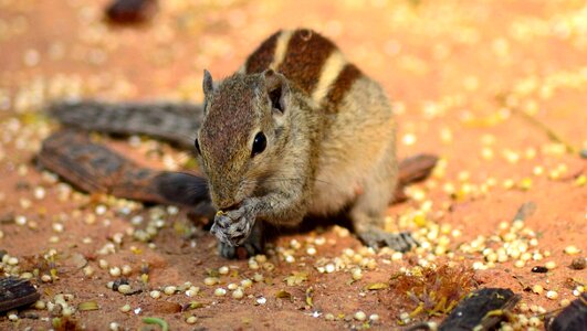 Animal indian animal
