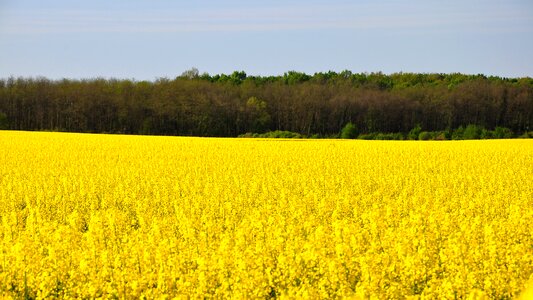 Canola field yellow nature