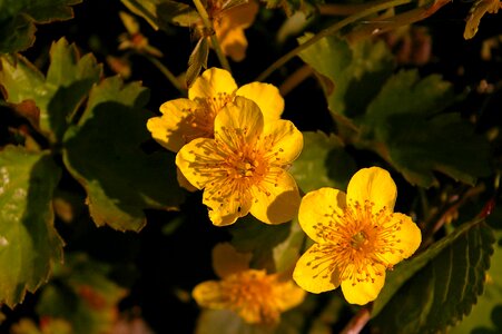 Nature flowers garden