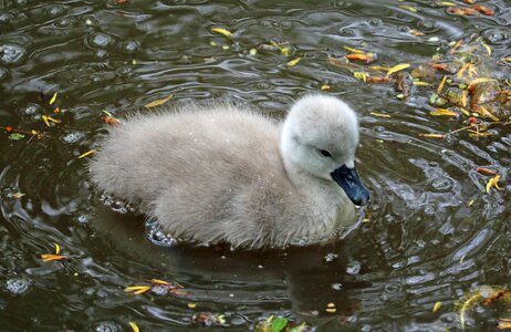 Young bird lake photo