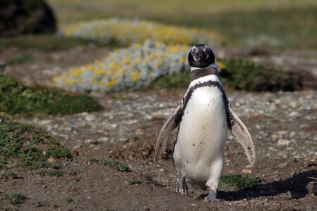 Antarctic penguin magellan tourism photo