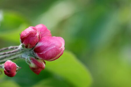 Flowers bloom joy
