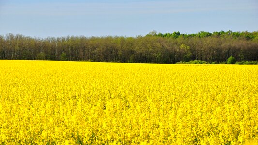 Canola field yellow nature