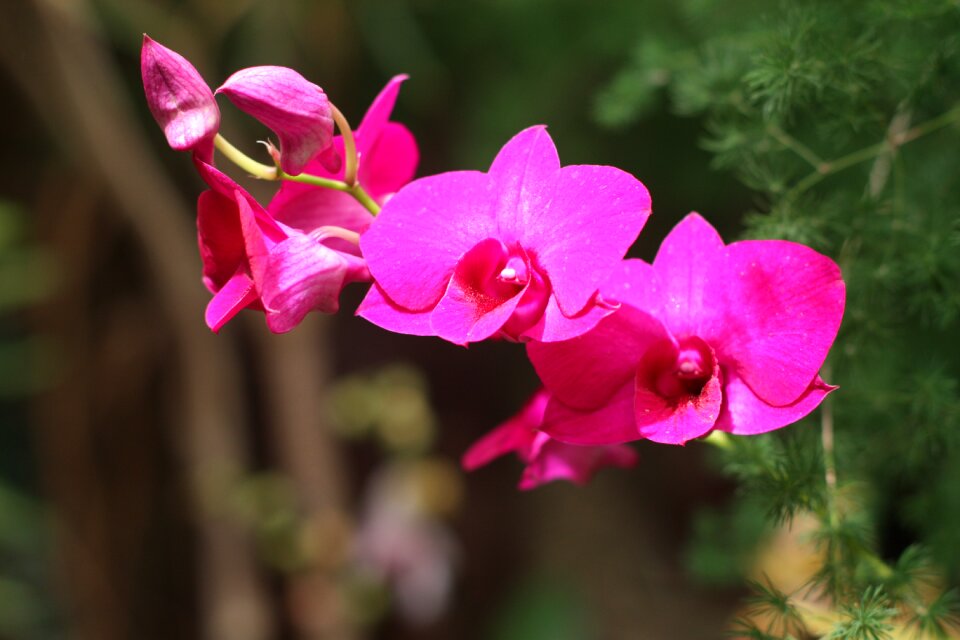 Nature bloom tropical