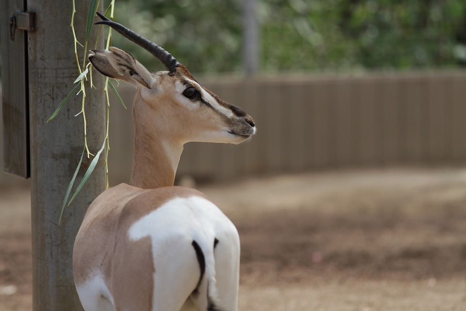 Wildlife wild zoology