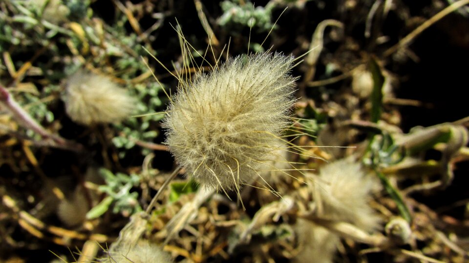 Nature flora