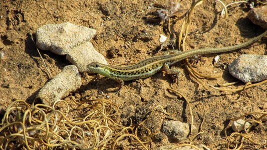 Nature reptile wildlife