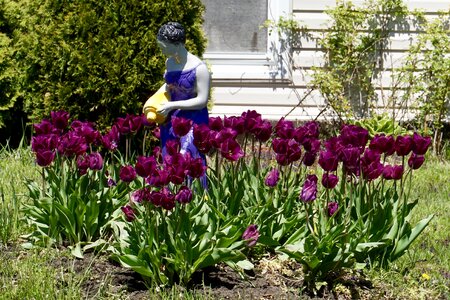 Tulips garden water pitcher photo