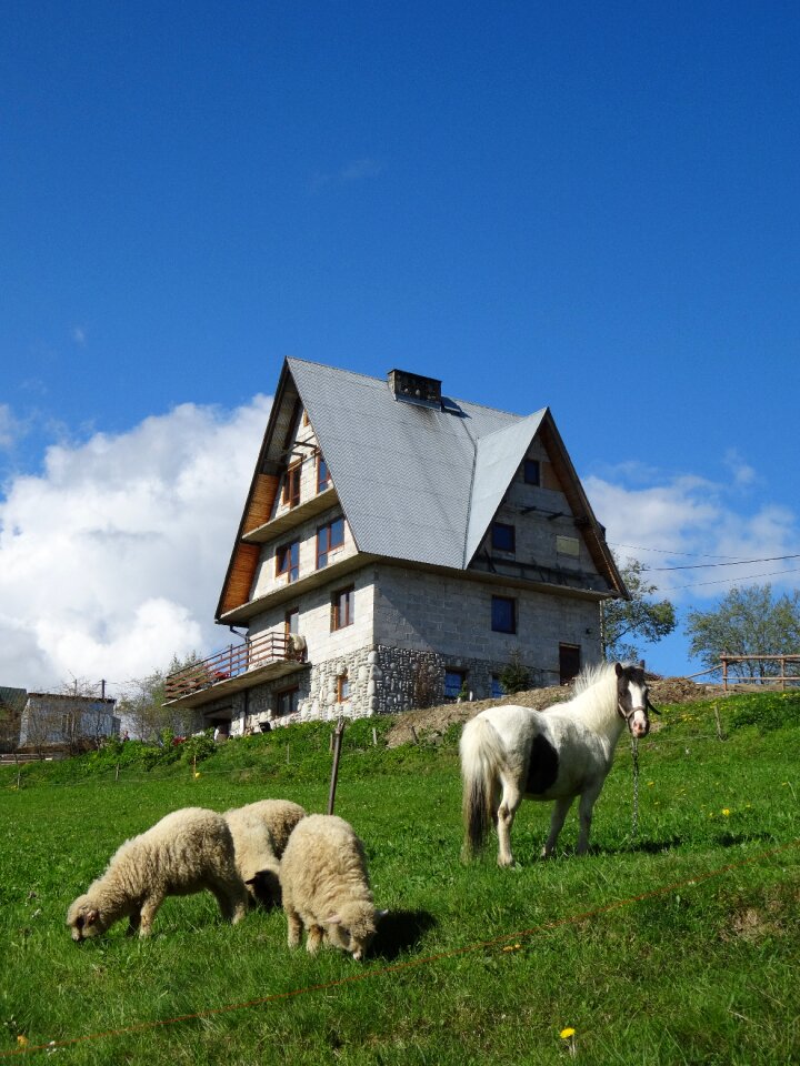 Grass nature pasture land