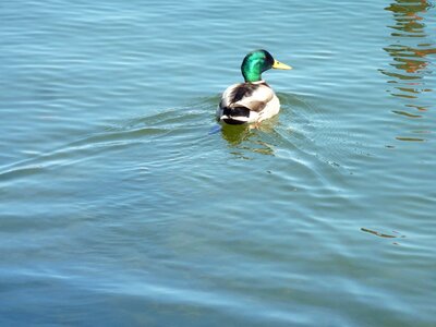 Mallard water bird duck bird