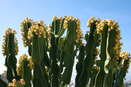 Yellow green desert bloom