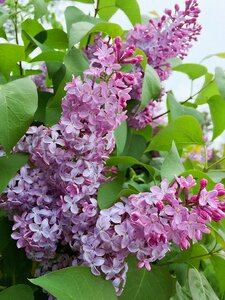 Purple flower