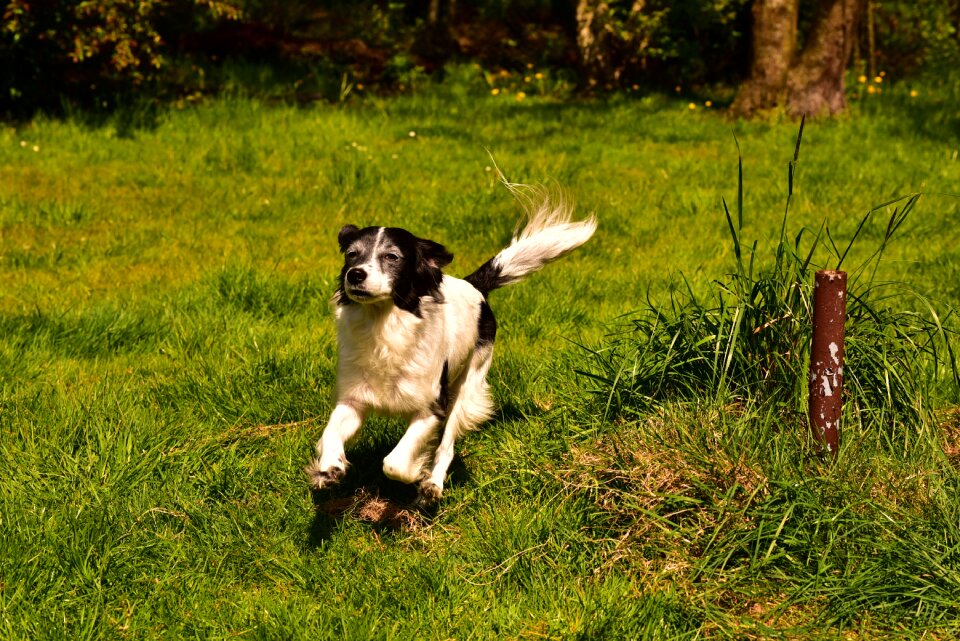 Pet animal small dog