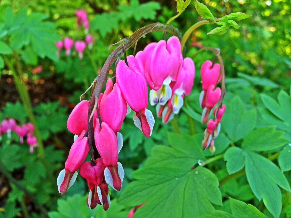 Pink floral blossom